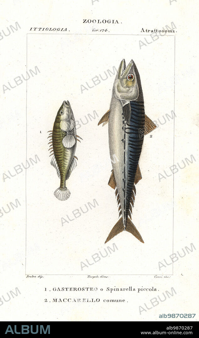 Three-spined stickleback, Gasterosteus aculeatus 1, and Atlantic mackerel, Scomber scombrus 2. Gasterosteo o Spinarella piccola, Maccarello comune. Handcoloured copperplate stipple engraving from Jussieu's Dizionario delle Scienze Naturali, Dictionary of Natural Science, Florence, Italy, 1837. Illustration engraved by Corsi, drawn by Jean Gabriel Pretre and directed by Pierre Jean-Francois Turpin, and published by Batelli e Figli. Turpin (1775-1840) is considered one of the greatest French botanical illustrators of the 19th century.