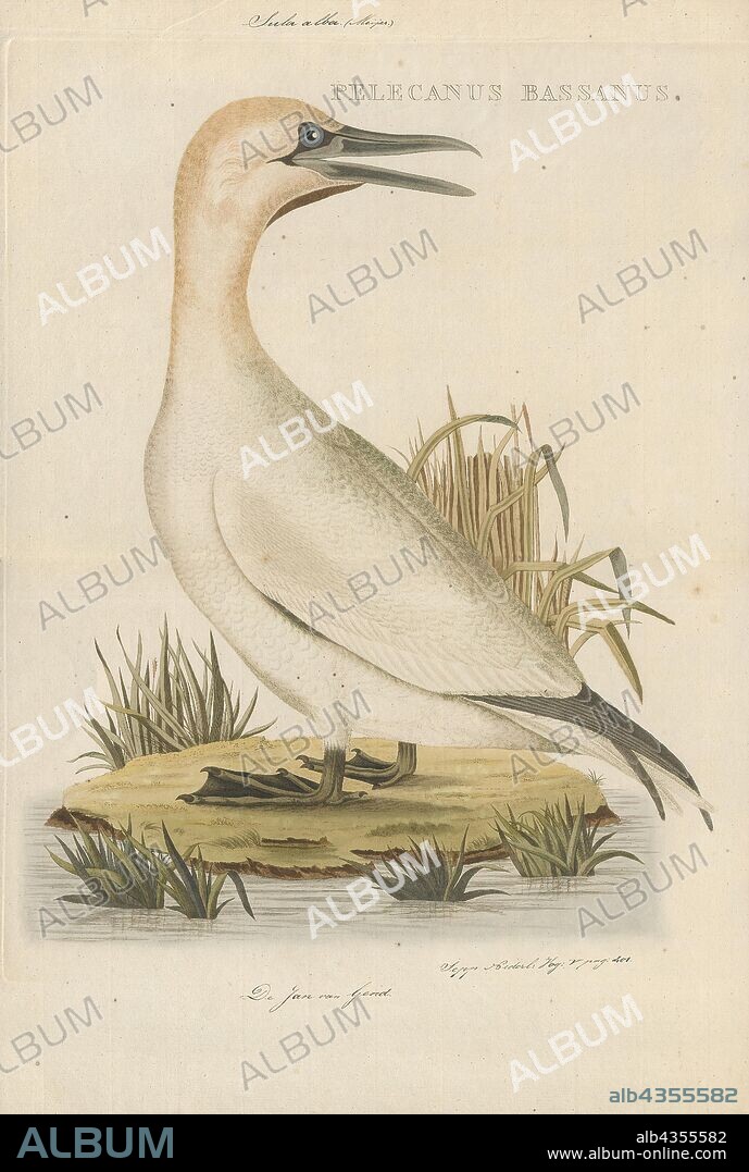 Sula bassana, Print, The northern gannet (Morus bassanus) is a seabird, the largest species of the gannet family, Sulidae. It is native to the coasts of the Atlantic Ocean, breeding in Western Europe and North America. The sexes are similar in appearance. The adult northern gannet has a mainly white streamlined body with a long neck, long and slender wings. It is 87–100 cm (34–39 in) long with a 170–180 cm (67–71 in) wingspan. The head and nape have a buff tinge that is more prominent in breeding season, and the wings are edged with dark brown-black feathers. The long pointed bill is blue-grey, contrasting with black bare skin around the mouth and eyes. Juveniles are mostly grey-brown, becoming increasingly white in the five years it takes them to reach maturity., 1770-1829.