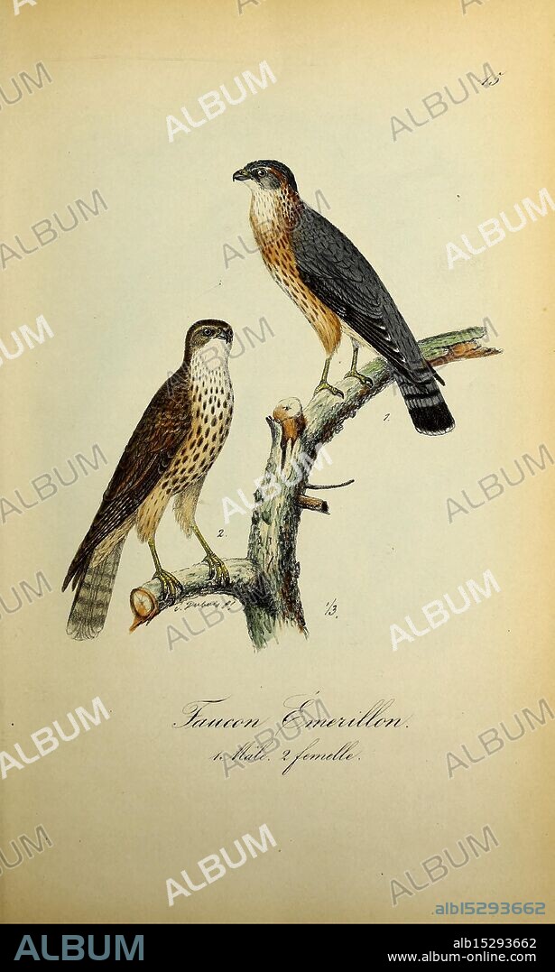 Planches coloriees des oiseaux de la Belgique et de leurs oeufs Bruxelles, C. Muquardt, 1854-60 Belgium, Birds, Charles Frederick Dubois, Falco Aesalon, Falco columbarius, The illustration depicts two falcons poised on a branch, showcasing their distinctive plumage and features. The bird on the left, with mottled brown and cream feathers, displays a more delicate appearance, while the falcon on the right features a sleek, dark head and contrasting lighter body, demonstrating a striking presence. Both birds are positioned closely together, indicating a potential pairing or familial bond. Below the artwork, the species is labeled ''Faucon Émerillon, ' indicating their identity as Eurasian Hobby falcons, with a note referring to their male and female distinctions. The natural setting emphasizes their habitat, adding a touch of authenticity to the representation.