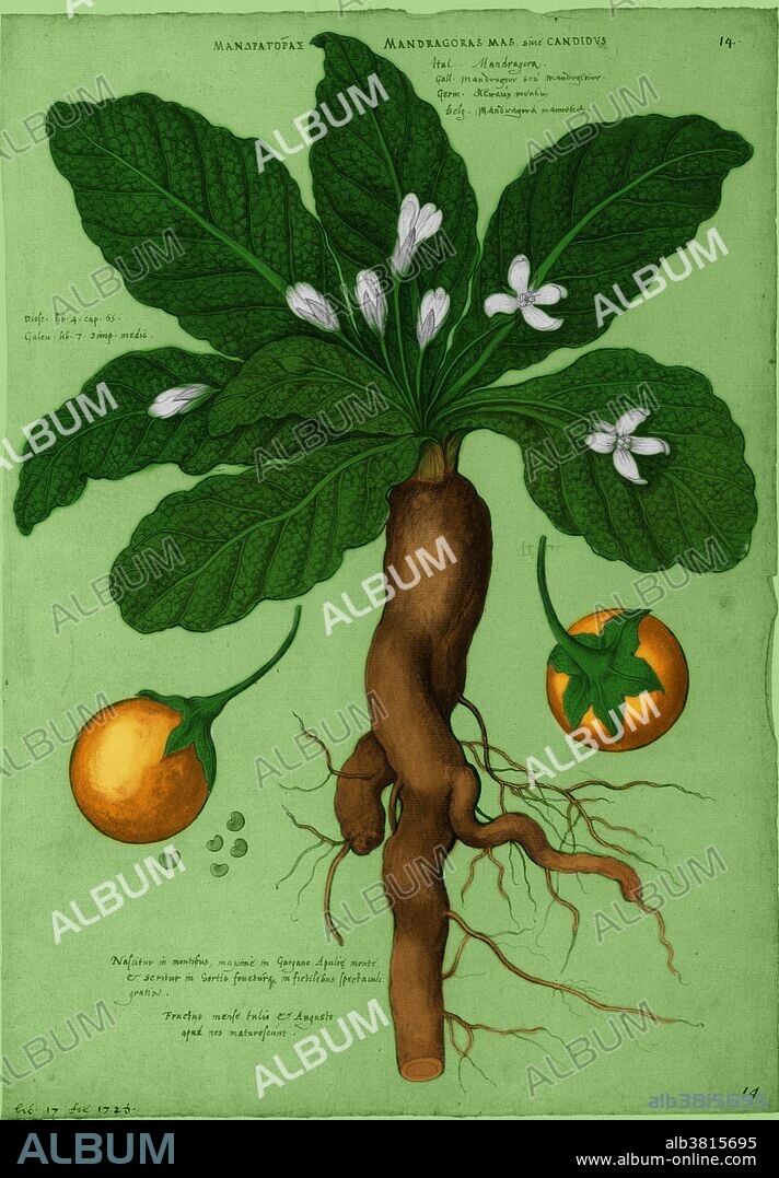 Mandrake is the common name for members of the plant genus Mandragora, particularly the species Mandragora officinarum, belonging to the nightshades family (Solanaceae). The roots sometimes resemble human figures and their roots have long been used in magic rituals. According to the legend, when the root is dug up it screams and kills all who hear it. Literature includes complex directions for harvesting a mandrake root in relative safety. It was a common folklore that mandrake would only grow where the semen of a hanged man had dripped on to the ground; the reason for the methods employed by the alchemists who "projected human seed into animal earth". All parts of the mandrake plant are poisonous.