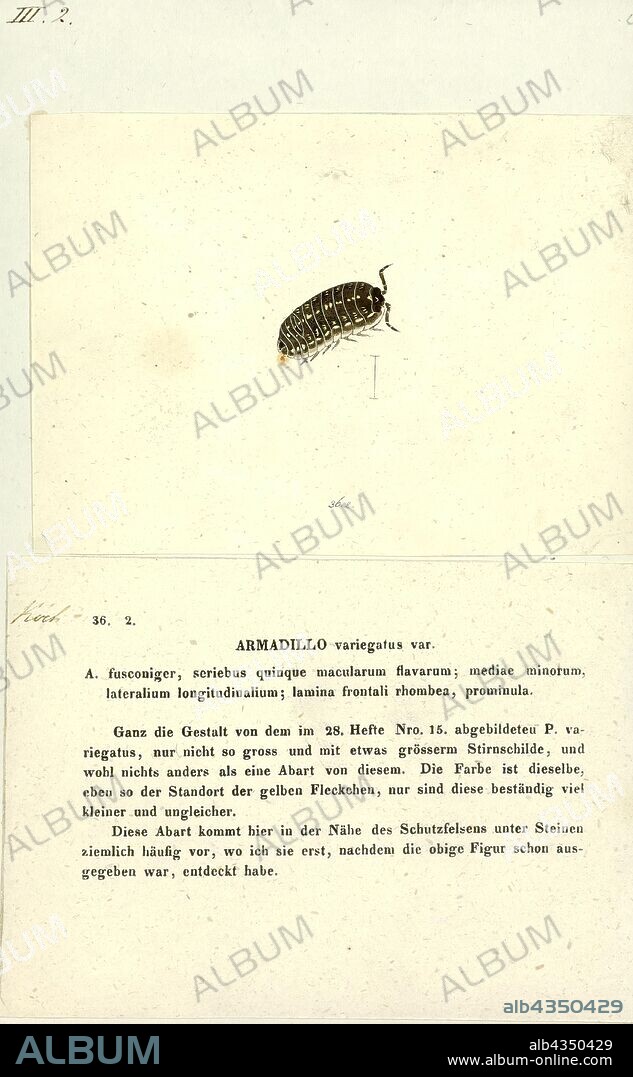 Armadillo variegatus, Print, Armadillidium vulgare, the (common) pill-bug, potato bug, (common) pill woodlouse, roly-poly, doodle bug, or carpenter, is a widespread European species of woodlouse. It is the most extensively investigated terrestrial isopod species.