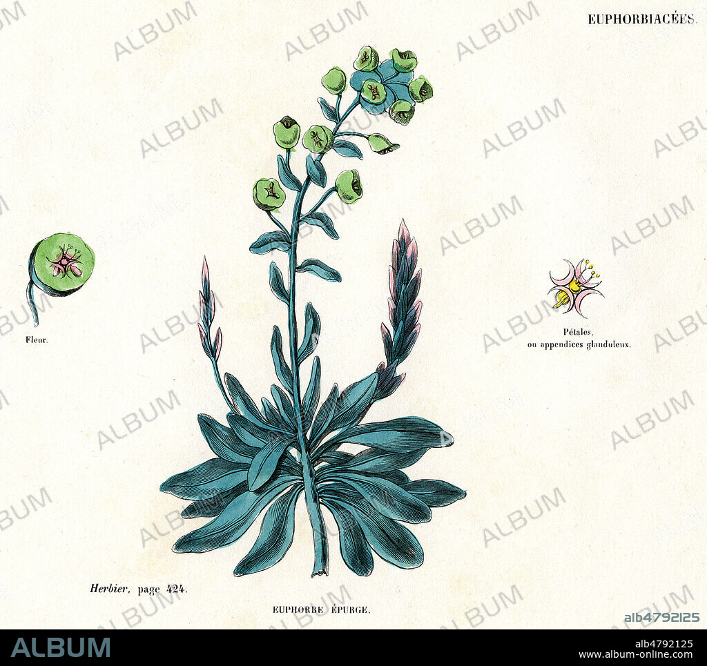 Euphorbe epurge ou Herbe a taupe (Euphorbia lathyris). Planche botanique illustree en 1850 par BELAIFE (19 s.) pour l' Atlas de l'Herbier des Demoiselles par Edmond AUDOUIT (19 s.). Credit : Coll. Jonas/KHARBINE-TAPABOR.