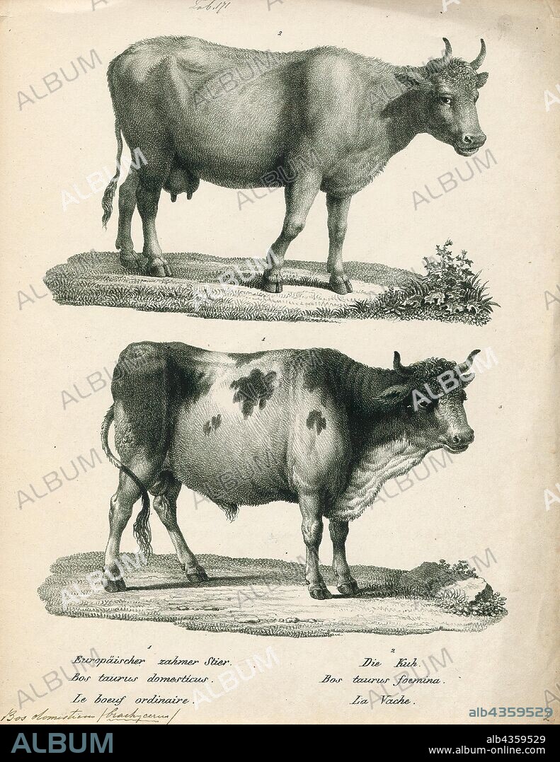 Bos domesticus, Print, Bos is the genus of wild and domestic cattle. Bos can be divided into four subgenera: Bos, Bibos, Novibos, and Poephagus, but these divisions are controversial. The genus has five extant species. However, this may rise to seven if the domesticated varieties are counted as separate species, and nine if the closely related genus Bison is also included. Most modern breeds of domesticated cattle are believed to have originated from the extinct aurochs., bull.