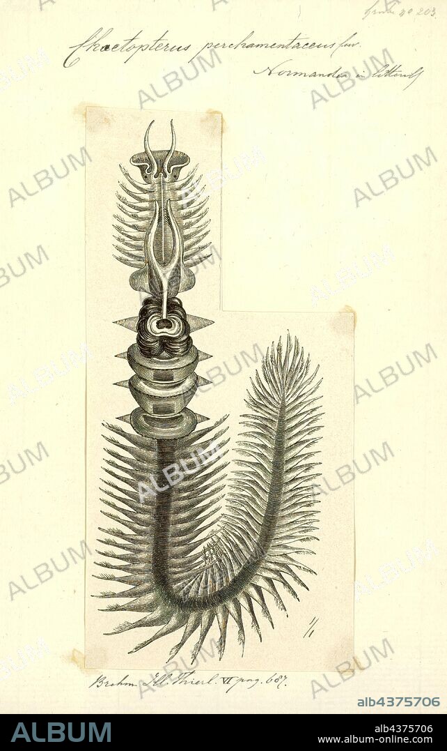 Chaetopterus pergamentaceus, Print, Chaetopterus or the parchment worm or parchment tube worm is a genus of marine polychaete worm that lives in a tube it constructs in sediments or attaches to a rocky or coral reef substrate. The common name arises from the parchment-like appearance of the tubes that house these worms. Parchment tube worms are filter feeders and spend their adult lives in their tubes, unless the tube is damaged or destroyed. They are planktonic in their juvenile forms, as is typical for polychaete annelids. Species include the recently discovered deep water Chaetopterus pugaporcinus and the well-studied Chaetopterus variopedatus.