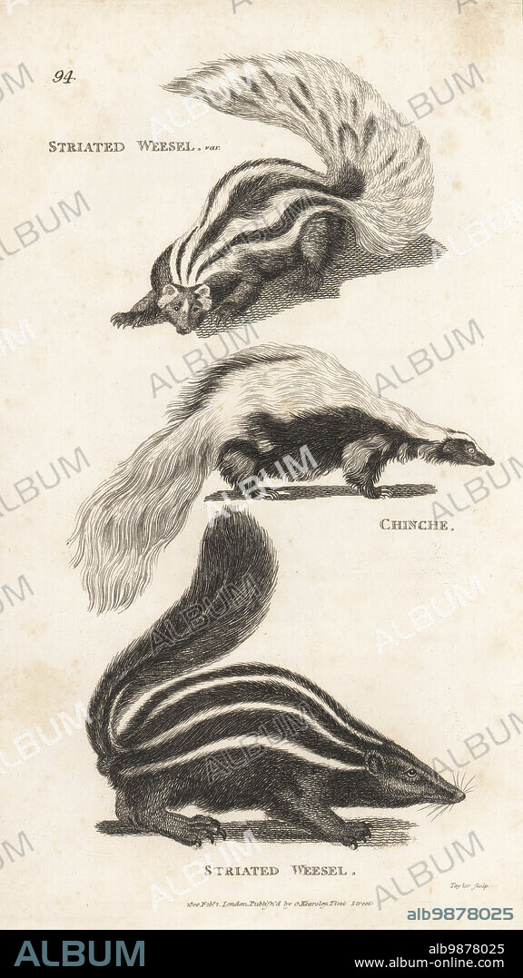Eastern spotted skunk, Spilogale putorius, and striped skunk, Mephitis mephitis subsp. mephitis. Striated weesel varieties, Viverra striata, and chinche, Viverra mephitica. From an illustration by Charles Catton Jr. in John White's Journal of a Voyage to New South Wales. Copperplate engraving by Taylor from George Shaws General Zoology: Mammalia, G. Kearsley, Fleet Street, London, 1800.