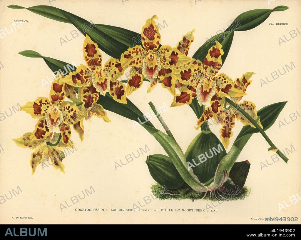 Etoile de Moortebeek variety of Odontoglossum x Loochristiense hybrid orchid. Illustration drawn by C. de Bruyne and chromolithographed by P. de Pannemaeker et fils from Lucien Linden's "Lindenia, Iconographie des Orchidees," Brussels, 1902.