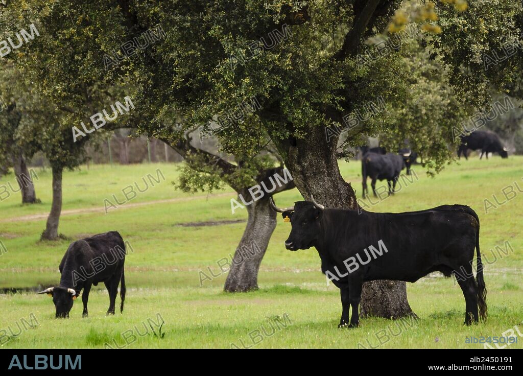 toros bravos de El Chaparral en una dehesa, Navalmoral de La Mata, Castilla-La Mancha, Spain, europa.