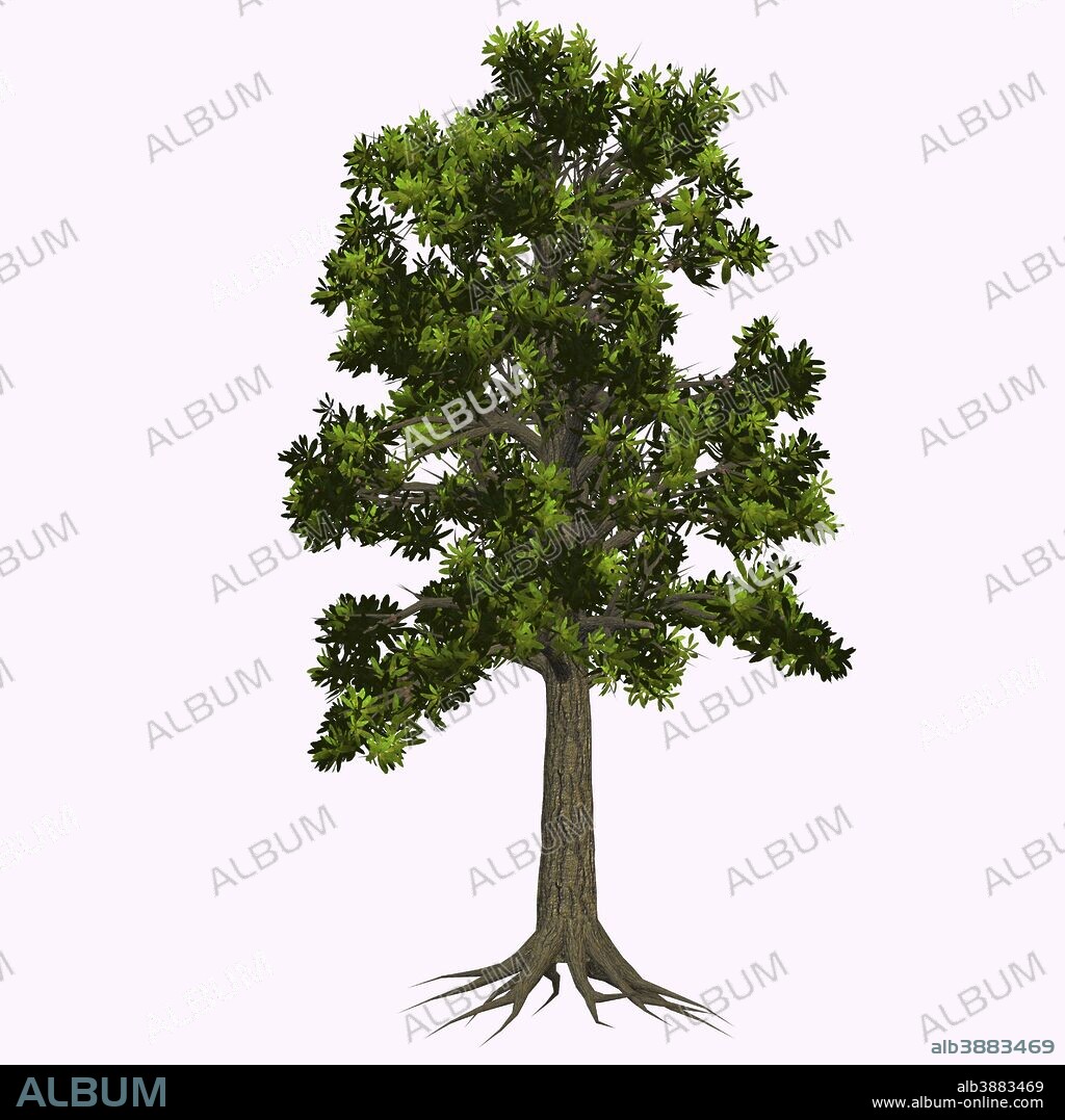 Glossopteris tree on white background. Glossopteris is the most important of those Pteridosperms (seed plants) who dominated the Permian period which is now extinct.