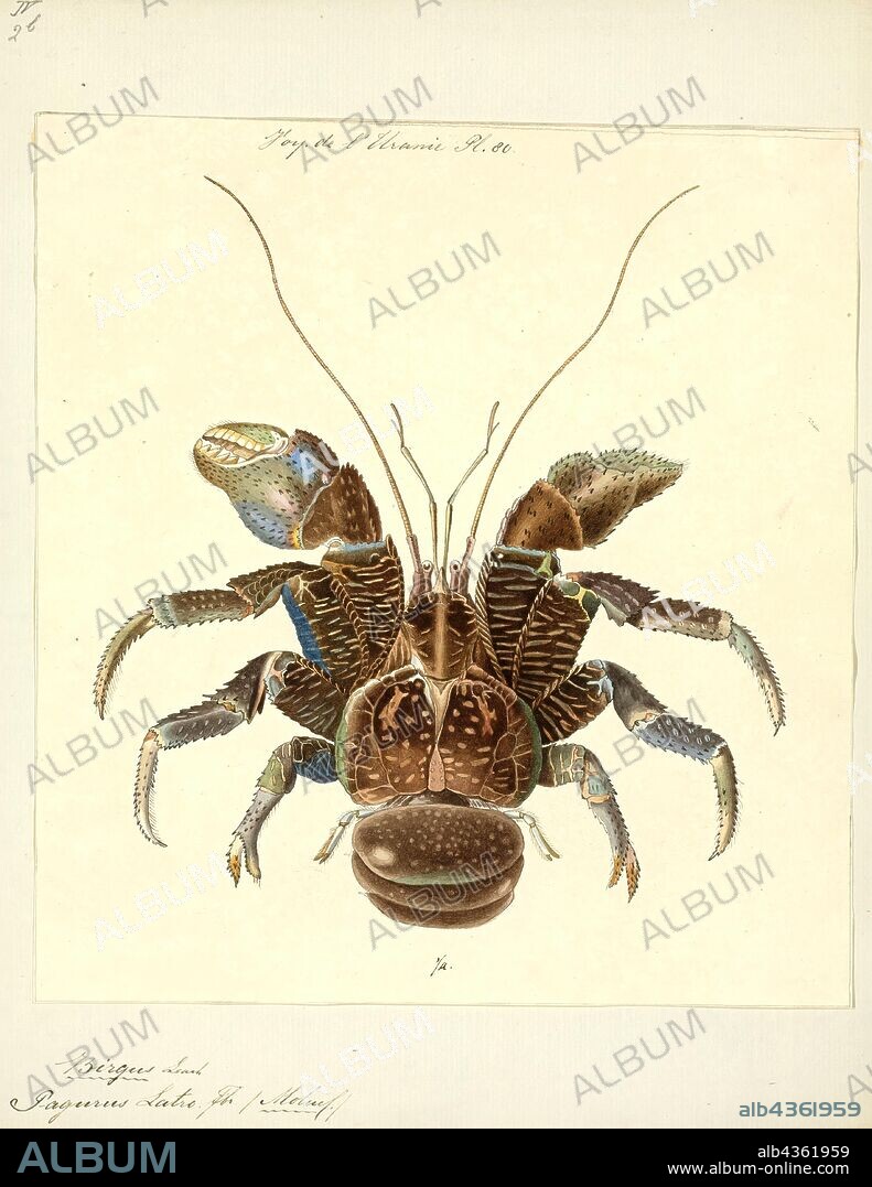 Birgus latro, Print, The coconut crab (Birgus latro) is a species of terrestrial hermit crab, also known as the robber crab or palm thief. It is the largest land-living arthropod in the world, and is probably at the upper size limit for terrestrial animals with exoskeletons at current conditions during the Holocene, with a weight up to 4.1 kg (9.0 lb). It can grow to up to 1 m (3 ft 3 in) in length from leg to leg. It is found on islands across the Indian Ocean, and parts of the Pacific Ocean as far east as the Gambier Islands and Pitcairn Islands, mirroring the distribution of the coconut palm; it has been extirpated from most areas with a significant human population, including mainland Australia and Madagascar.