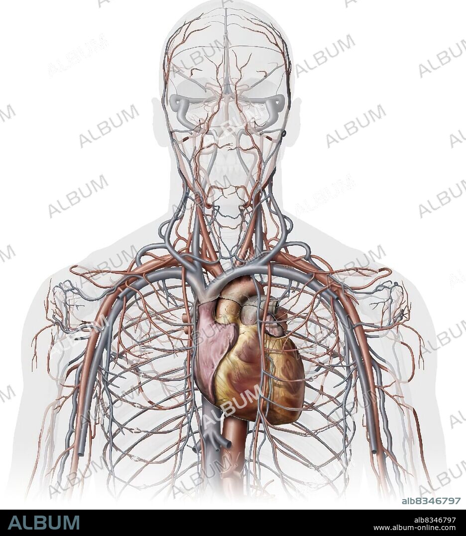 This image shows an anterior view of the veins and the arteries of the upper body, with the heart.