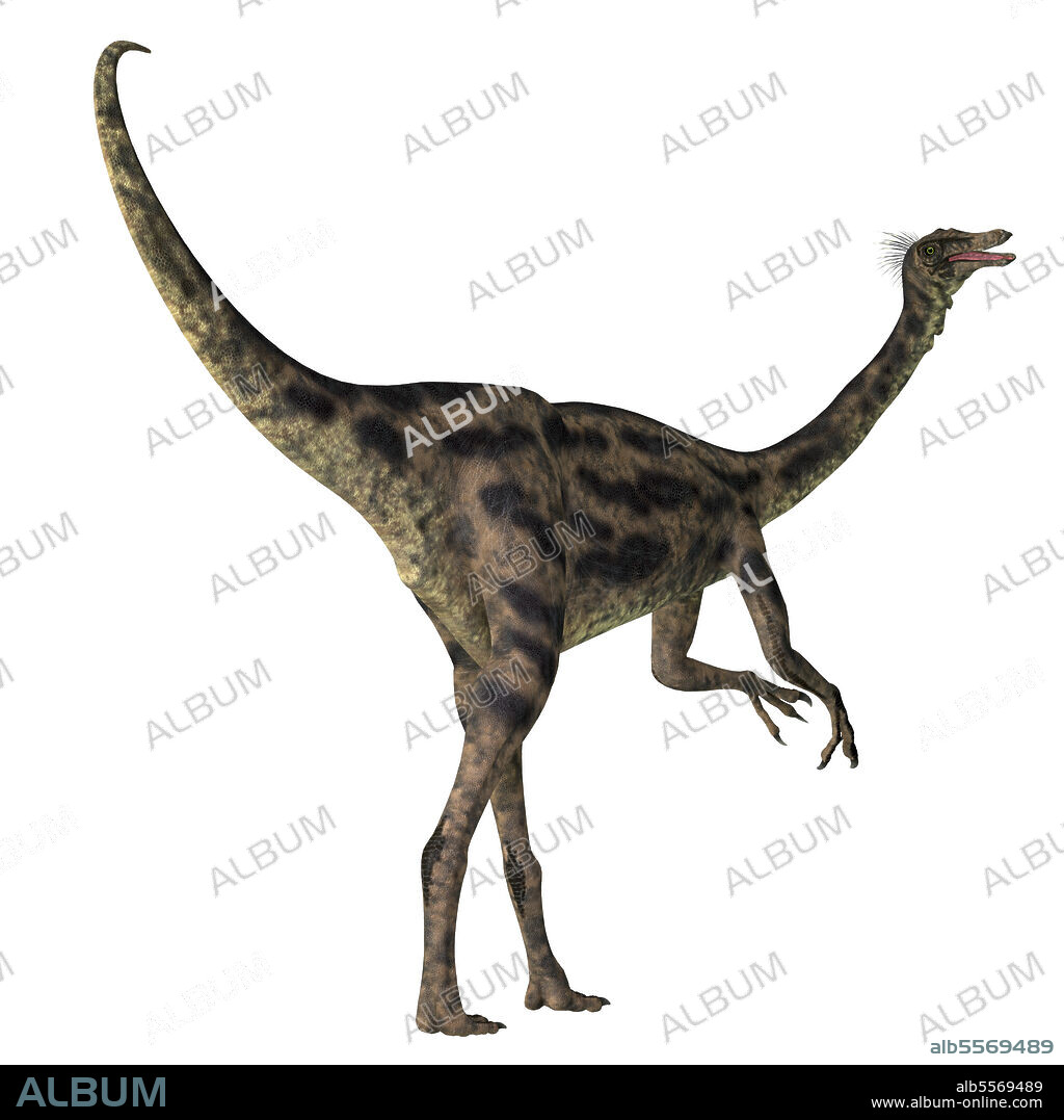 Gallimimus dinosaur, white background. Gallimimus was a omnivorous theropod dinosaur that lived in Mongolia during the Cretaceous Period.