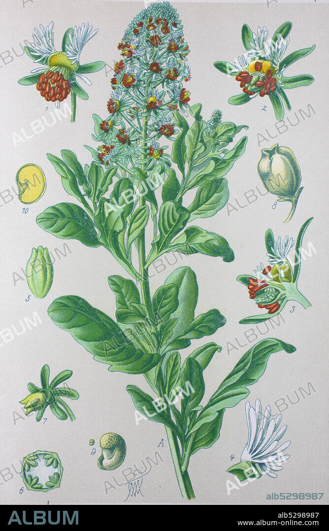 Digital improved high quality reproduction: Reseda odorata is a species of flowering plant in the reseda family known by many common names, including garden mignonette and common mignonette   /  Garten-Resede, auch Duft-Resede genannt, ist eine Pflanzenart aus der Gattung Reseda.