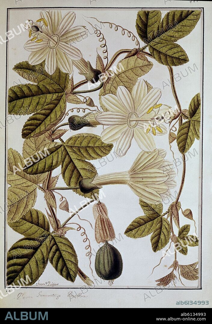 Passiflora incarnata, commonly known as maypop, purple passionflower, true passionflower, wild apricot, and wild passion vine.