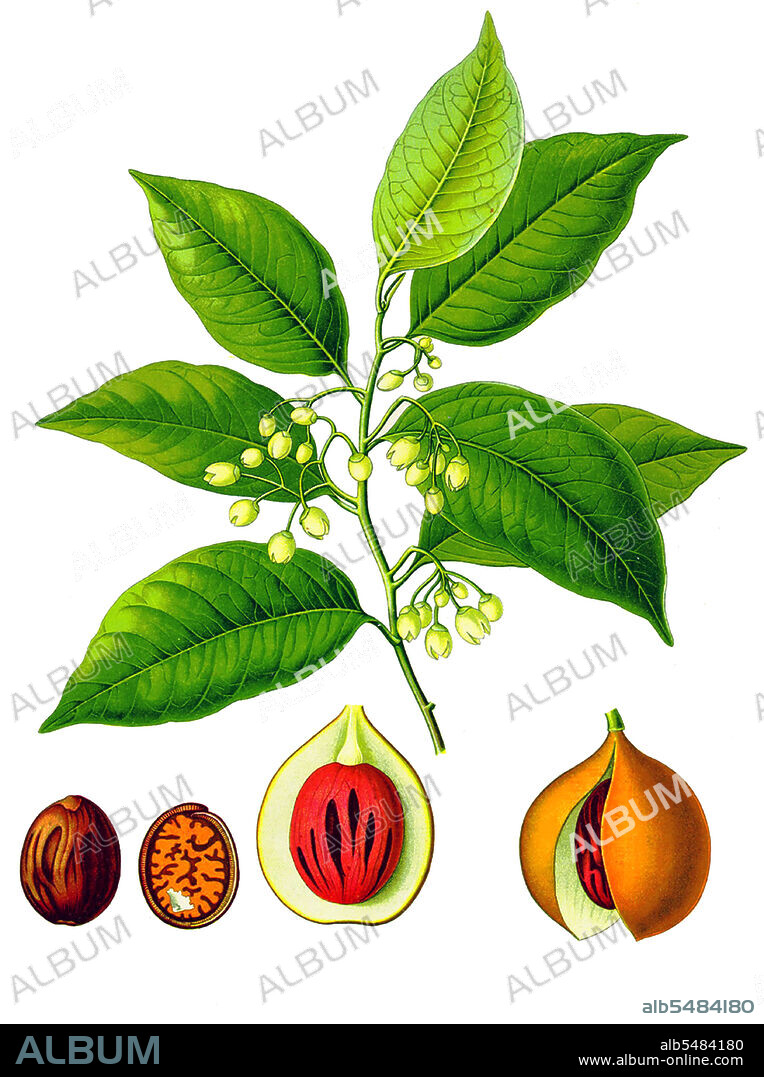 The nutmeg tree is any of several species of trees in genus Myristica. The most important commercial species is Myristica fragrans, an evergreen tree indigenous to the Banda Islands in the Moluccas (or Spice Islands) of Indonesia. The nutmeg tree is important for two spices derived from the fruit: nutmeg and mace. Nutmeg is the seed of the tree, roughly egg-shaped and about 20 to 30 mm (0.8 to 1 in) long and 15 to 18 mm (0.6 to 0.7 in) wide, and weighing between 5 and 10 g (0.2 and 0.4 oz) dried, while mace is the dried 'lacy' reddish covering or aril of the seed. The first harvest of nutmeg trees takes place 7-9 years after planting, and the trees reach full production after 20 years. Nutmeg is usually used in powdered form. This is the only tropical fruit that is the source of two different spices. The common or fragrant nutmeg, Myristica fragrans, native to the Banda Islands of Indonesia, is also grown in Penang Island in Malaysia and the Caribbean, especially in Grenada. It also grows in Kerala in southern India.