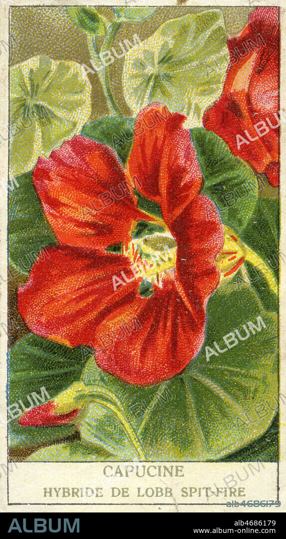 Capucine hybride de Lobb Spit-Fire. Illustration anonyme pour un sachet de graine. vers 1910. Credit : Collection IM/KHARBINE-TAPABOR.