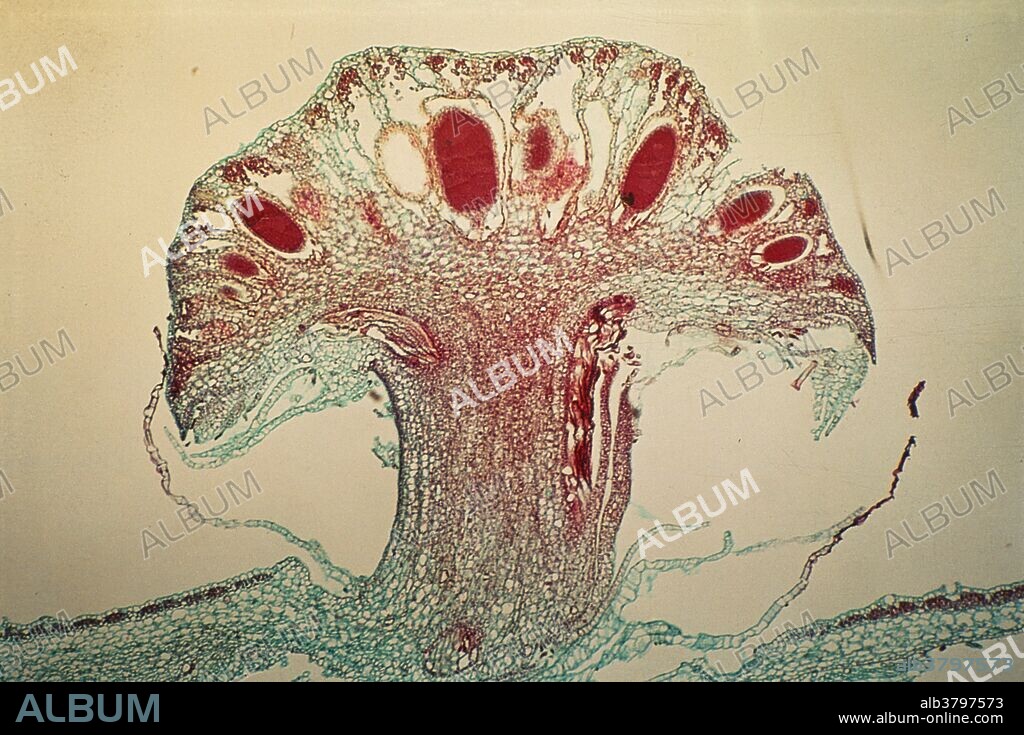 Marchantia, a liverwort, showing male receptacle with antheridia. Light micrograph of a vertical section of thallus through a gemma cup containing gemma. The thallose or leafy plant is a gametophyte. It bears sex organs (male antheridia, female archegonia) on the underside or on special erect branches seta and capsule constitute the sporophyte which grows attached to the gametophyte.