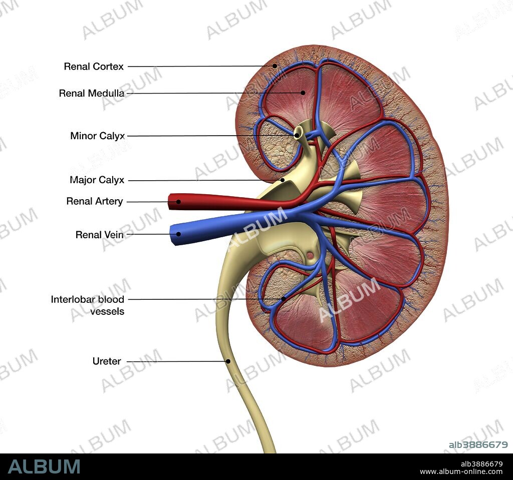 Human kidney anatomy, cross section with labels.
