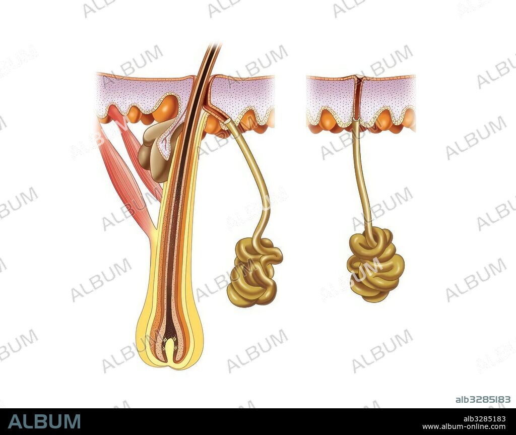 Glándulas sudoríparas.