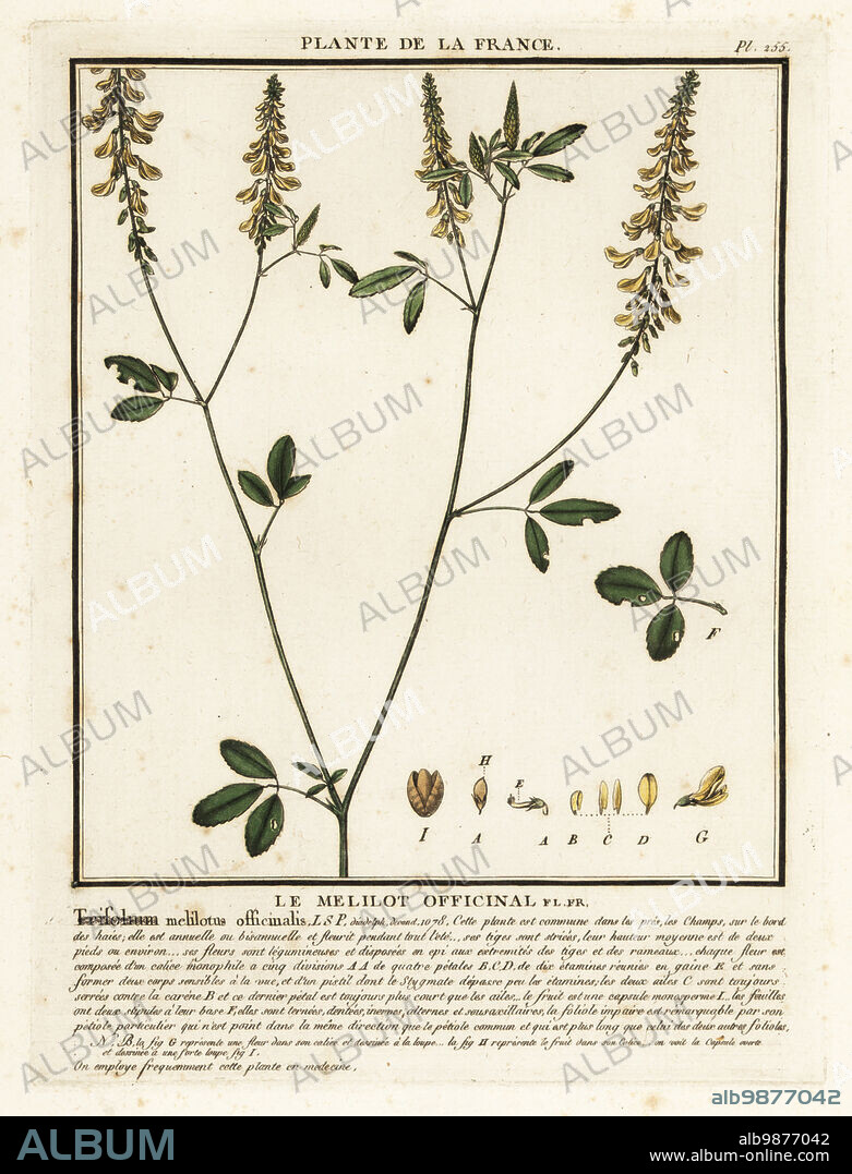 Yellow sweet clover, Melilotus melilotus-officinalis. Le melitot officinale, Trifolium melilotus officinalis. Copperplate engraving printed in three colours by Pierre Bulliard from his Herbier de la France, ou collection complete des plantes indigenes de ce royaume, Didot jeune, Debure et Belin, 1780-1793.
