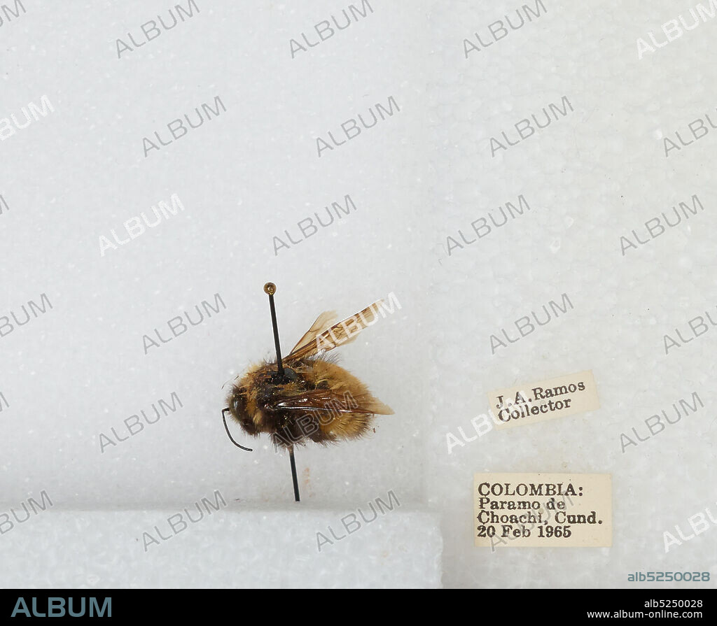 Páramo Choachí, Cundinamarca, Colombia, Bombus sp., Animalia, Arthropoda, Insecta, Hymenoptera, Apidae, Apinae.