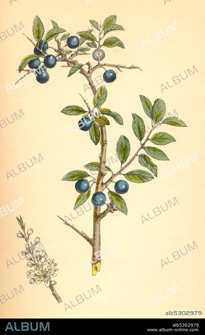 Medicinal plant, Prunus spinosa, called blackthorn or sloe  /  Heilpflanze, Schlehdorn, Prunus spinosa, Schlehendorn, Schlehe, Sauerpflaume, Heckendorn, Schwarzdorn oder Deutsche Akazie, Historisch, historical, digital improved reproduction of an original from the 19th century / digitale Reproduktion einer Originalvorlage aus dem 19. Jahrhundert.