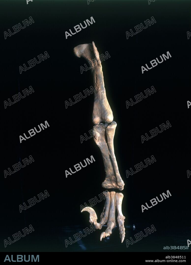 Leg of a Utahraptor from the Lower Cretaceous Period. This leg, 50 inches high, is from the Earth Science Museum of Brigham Young University in Provo, Utah, and was reconstructed by Gaston Design in Colorado. Please credit appropriate institutions.