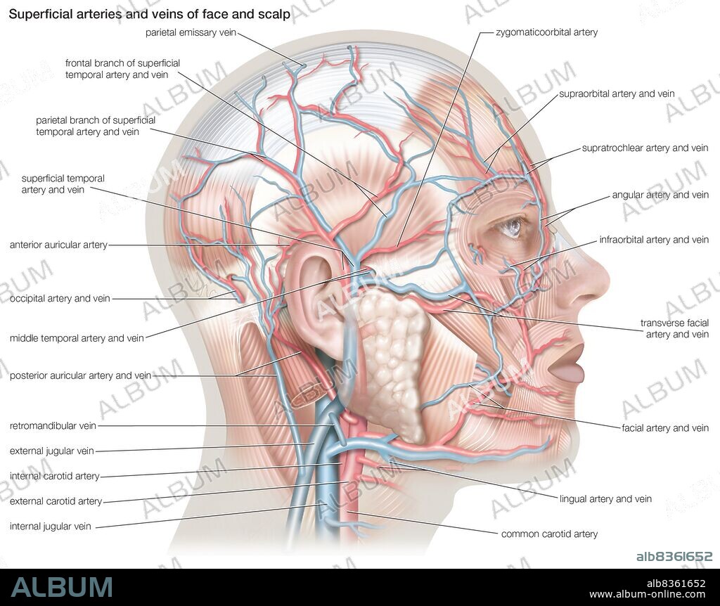Superficial arteries and veins of the face and scalp.