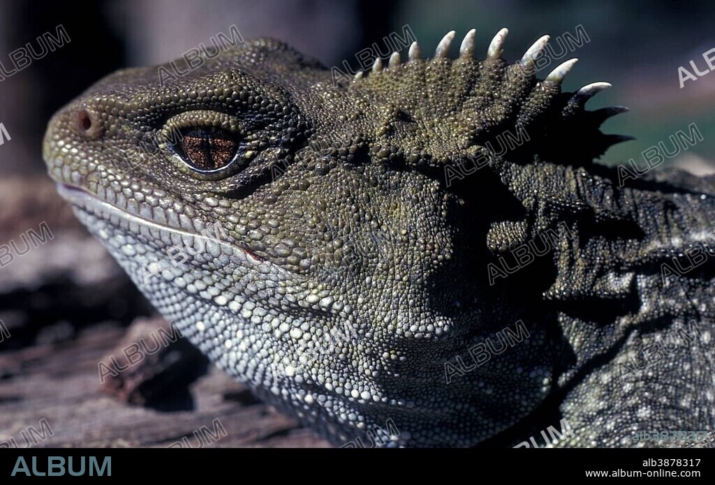 Tuatara (Sphenodon punctatus), portrait.