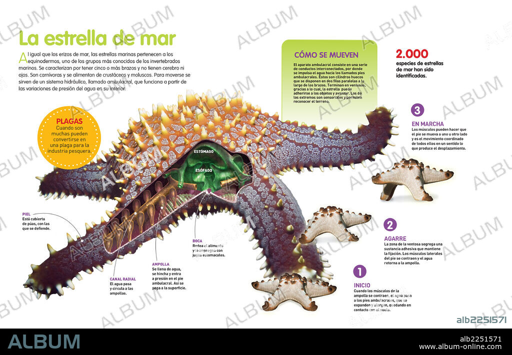 La estrella de mar. Infografía sobre la estrella de mar, su sistema de locomoción y forma de alimentarse, así como sus órganos internos.