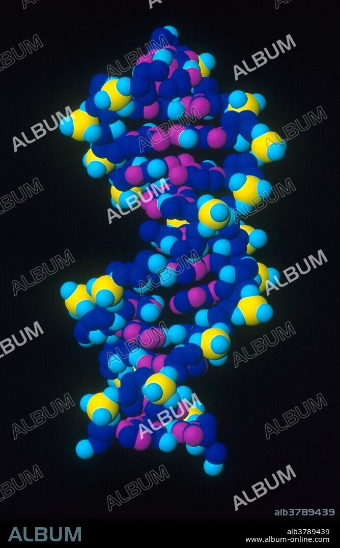 Computer-generated model of nicked (damaged) DNA. Nicking involves the severing of a single strand of the DNA duplex. Both nicks and breaks are induced by UV light. Nicks are sealed by repair enzymes called ligases. The nick in this image is at the center, revealed by the absence of a (yellow) phosphorous atom.