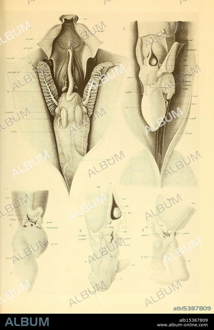 The Cephalopod Atlas, 1975, Cephalopoda, Chiroteuthis imperator Chiroteuthis veranyi, Chiroteuthis veranii, The illustration features a detailed anatomical study of the reproductive system and associated structures. The upper section depicts the female reproductive organs, including the uterus, cervix, and surrounding tissues, with labels indicating various anatomical features. The lower portion focuses on the male reproductive system, showing the testes, prostate gland, and related components, also annotated for clarity. This comprehensive depiction serves as an educational reference for understanding the complexities of human reproductive anatomy.