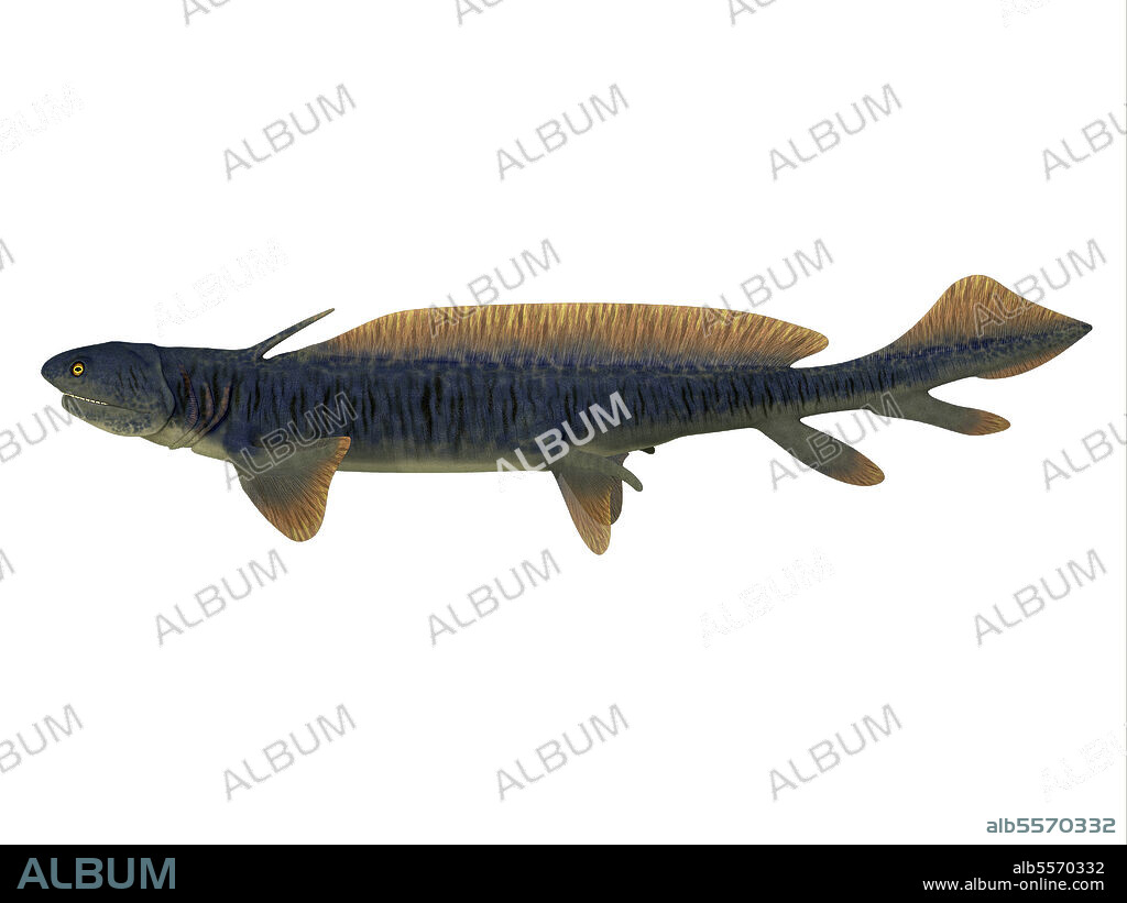 Orthacanthus prehistoric shark, side profile. Orthacanthus was a carnivorous freshwater shark that lived in swamps of the Devonian and Carboniferous Periods.