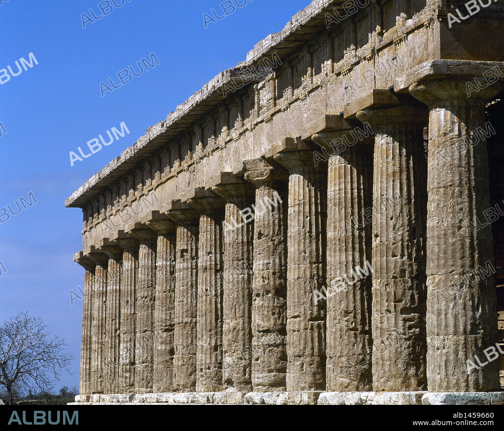 ARTE GRIEGO. MAGNA GRECIA. TEMPLO DE NEPTUNO o POSEIDON. Construido a mediados del s. V a. C. De estilo dórico, tiene unas proporciones de 59,90 x 24,30 m. Detalle de uno de los lados, los cuales cuentan con 14 columnas de ORDEN DORICO. PAESTUM (antigua ciudad griega de Poseidonia o Posidonia). Provincia de Salerno. Campania. Sur de Italia. Europa.