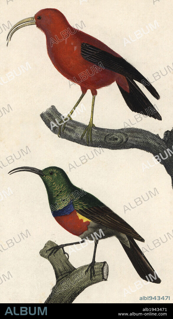 Hawaiian honeycreeper or Iiwi bird, Vestiaria coccinea (vulnerable), and scarlet-chested sunbird, Nectarinia senegalensis. Handcoloured copperplate stipple engraving from Dumont de Sainte-Croix's "Dictionary of Natural Science: Ornithology," Paris, France, 1816-1830. Illustration by J. G. Pretre, engraved by Giraud, directed by Pierre Jean-Francois Turpin, and published by F.G. Levrault. Jean Gabriel Pretre (1780~1845) was painter of natural history at Empress Josephine's zoo and later became artist to the Museum of Natural History. Turpin (1775-1840) is considered one of the greatest French botanical illustrators of the 19th century.