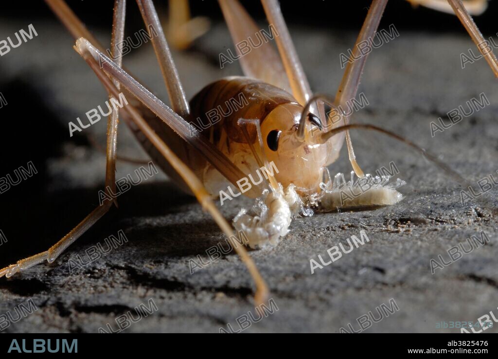 Cave Grasshopper (Dolichopoda ligustica) eating a dead millipede. The Cave Grasshopper has long legs and antennae for sensing its dark surroundings. Italy.