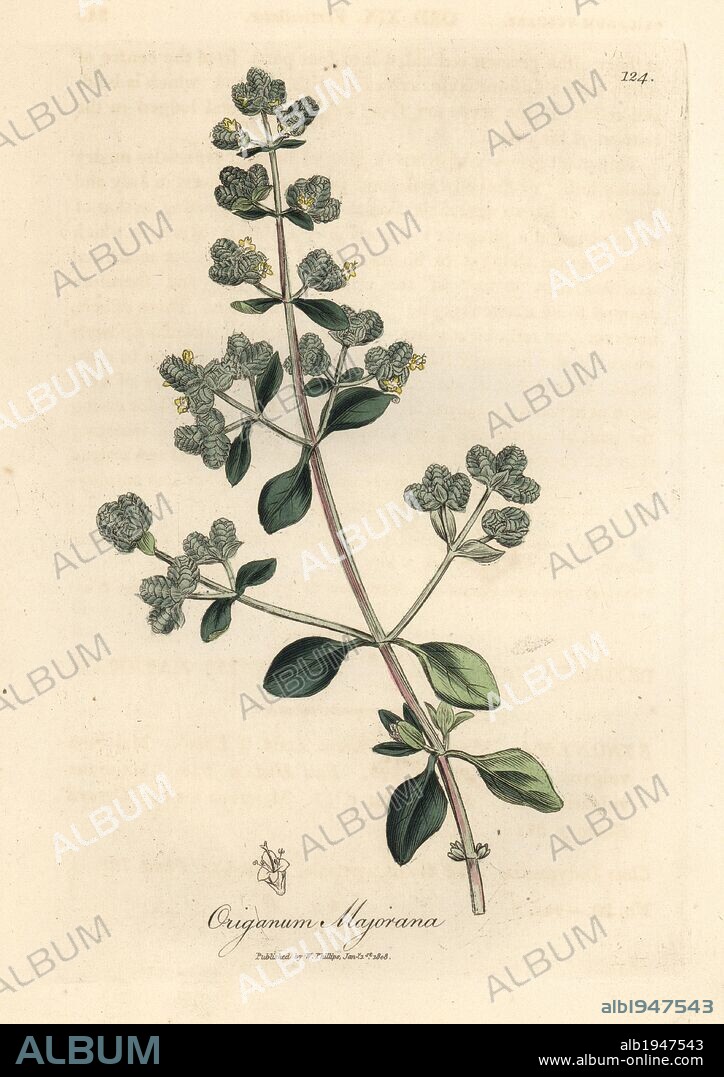 Yellow flowered sweet marjoram, Origanum majorana. handcolored; copperplate; engraving; botanical; illustration; James; Sowerby; William; Woodville; Sir; William; Jackson; Hooker; Medical; Botany; 1832; herbal; medicinal; plant; antique; print.