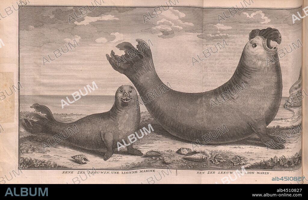 A Sea Lioness; A sea lion, Parallel Title: Une Lionne Marine; Un Lion Marin, illustration of a sea lion and a sea lion from the 18th century, signed: F. de Bakker fecit., 1748, N ° 13, de Bakker, F. (fec.), 1748, George Anson, Richard Walter: Voyage autour du monde, fait dans les années MDCCXL, I, II, III, IV par George Anson [...] commandant en chef d'une escadre envoyée [...] dans la Mer du Sud. Livre II. A Amsterdam et à Leipzig; A Paris: chez Charles-Antoine Jombert, libraire du roy pour l'artillerie & le genie, [1749].