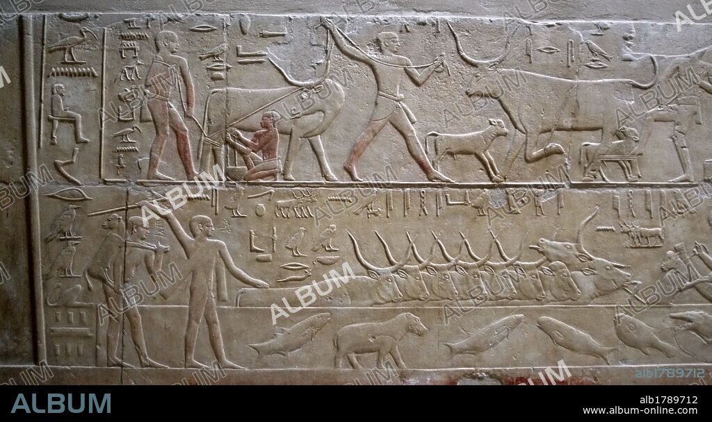 ARTE EGIPCIO. EGIPTO. MASTABA DE KAGEMNI o MENI. Tumba de un alto funcionario de la VI DINASTIA. IMPERIO ANTIGUO. Su interior se encuentra decorado con relieves menfitas. ESCENAS AGRICOLAS. ORDEÑO Y RAMADERIA. Necrópolis de Sakkara.