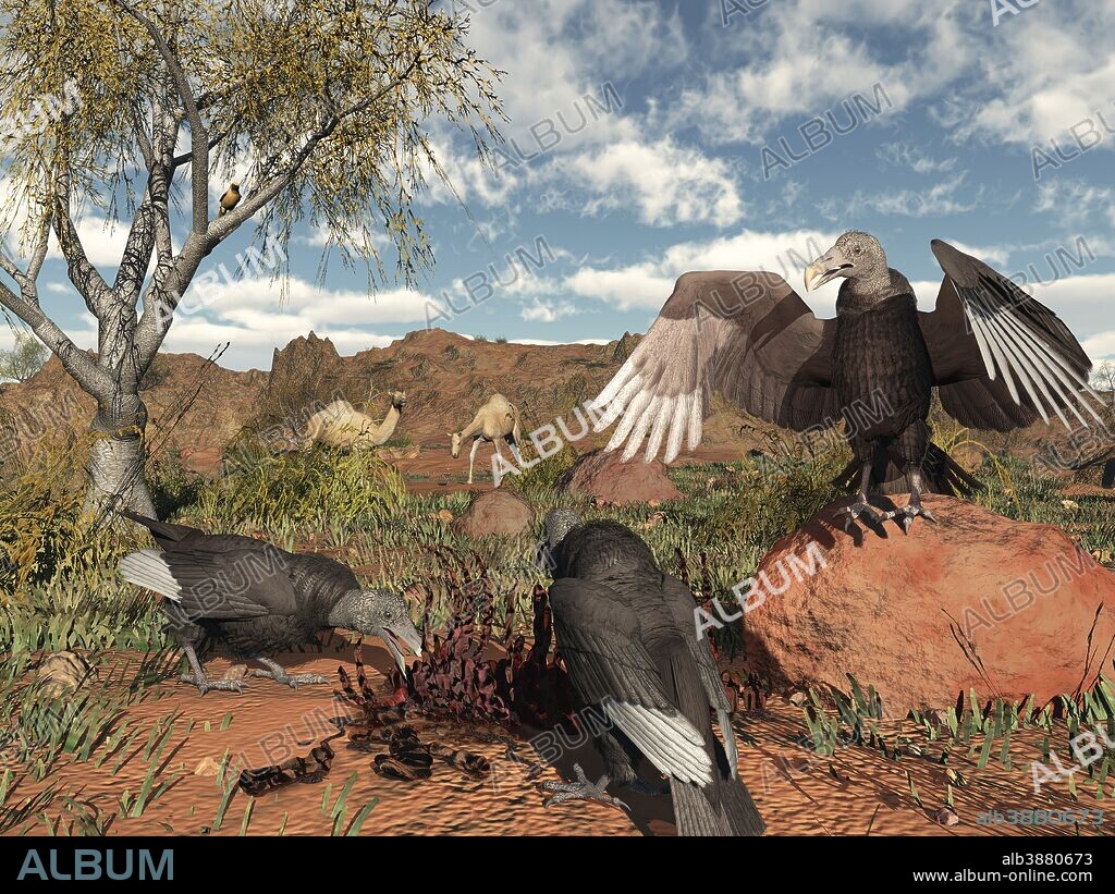 Pleistocene Black Vultures feed on carrion two million years ago in what is today the western United States. Looking on are a pair of Camelops, true camels that resembled the slightly smaller Arabian camels of today. Pleistocene Black Vultures were very similar to today's American Black Vultures with the exception that they were 10-15% larger and had a relatively flatter and wider bill.
