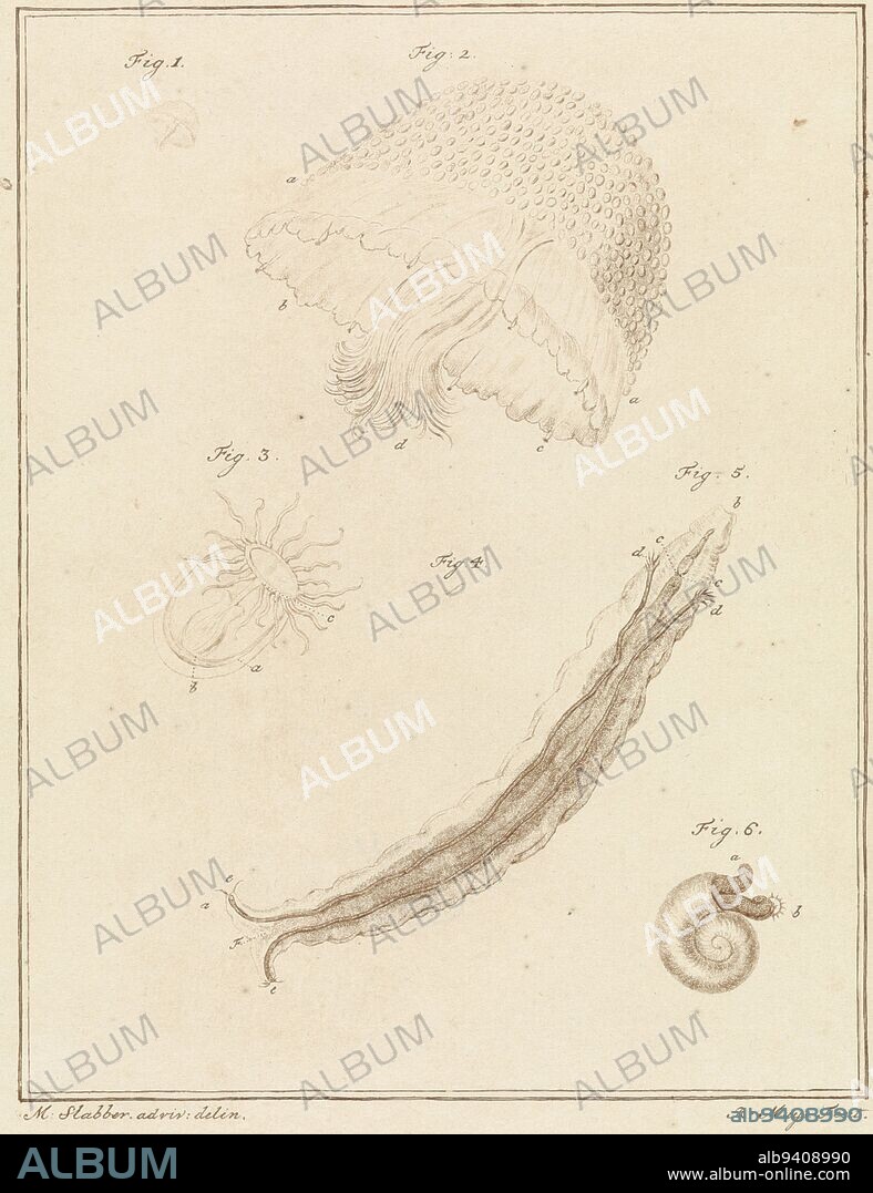 Marine Animals. Figures 1 and 2 show a pearl jellyfish at full size and enlarged. Figure 3 shows a polyp jellyfish. Figures 4 and 5 show a bristle worm at full size and enlarged. Figure 6 shows a larva of a sea snail. Top right: Pl. 13. Print from a book on domestic and foreign land and water animals. Various sea animals, print maker: Robbert Muys, (mentioned on object), intermediary draughtsman: Martinus Slabber, (mentioned on object), Rotterdam, 1778, paper, etching, h 207 mm × w 163 mm.