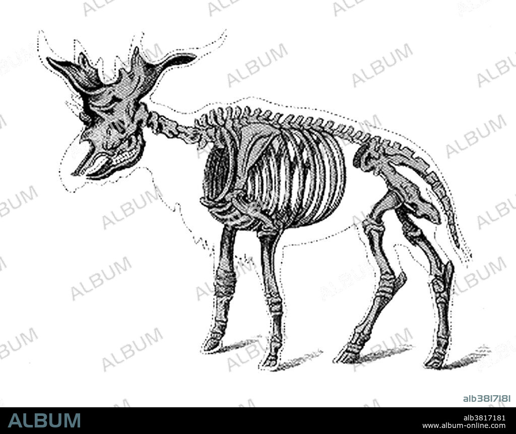 Sivatherium (Shiva's beast) is an extinct genus of giraffid that ranged throughout Africa to the Indian Subcontinent. The African species, S. maurusium, was once placed within the genus Libytherium. It may have become extinct as recently as 8,000 years ago, as depictions that greatly resemble it are known from ancient rock paintings in the Sahara desert. Sivatherium resembled the modern okapi, but was far larger, and more heavily built, being about 7 feet tall at the shoulder. It had a wide, antler-like pair of ossicones on its head, and a second pair of ossicones above its eyes. Its shoulders were very powerful to support the neck muscles required to lift the heavy skull. This animal appeared during Cenozoic era, from about 65 million years ago to the present. The Cenozoic Era is characterized by the formation of modern continents and the diversification of mammals and plants.