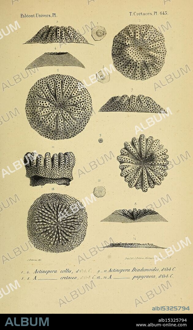 Paléontologie française, Paris, Chez l'auteur, 1840-1894, France, paleontology, Jurassic, Tertiary, Cretaceous, paleobotany, mollusk fossil, sea urchin fossil, fossil stories, The illustration features a series of meticulously detailed studies of various species of sea urchins, showcasing their distinct characteristics and intricate patterns. Each specimen is labeled with letters and numbers for identification, demonstrating different forms and textures. The diagrams allow for a comparative analysis of the sea urchins' shapes, including some with prominent spines and others featuring smooth surfaces. The scientific language and precise labeling highlight the importance of these creatures in marine biology and their varied adaptations within the ocean ecosystem.