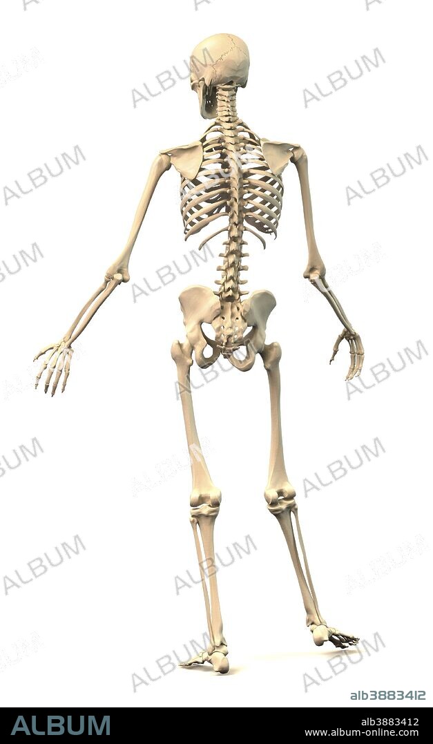 Male human skeleton in dynamic posture, rear view.