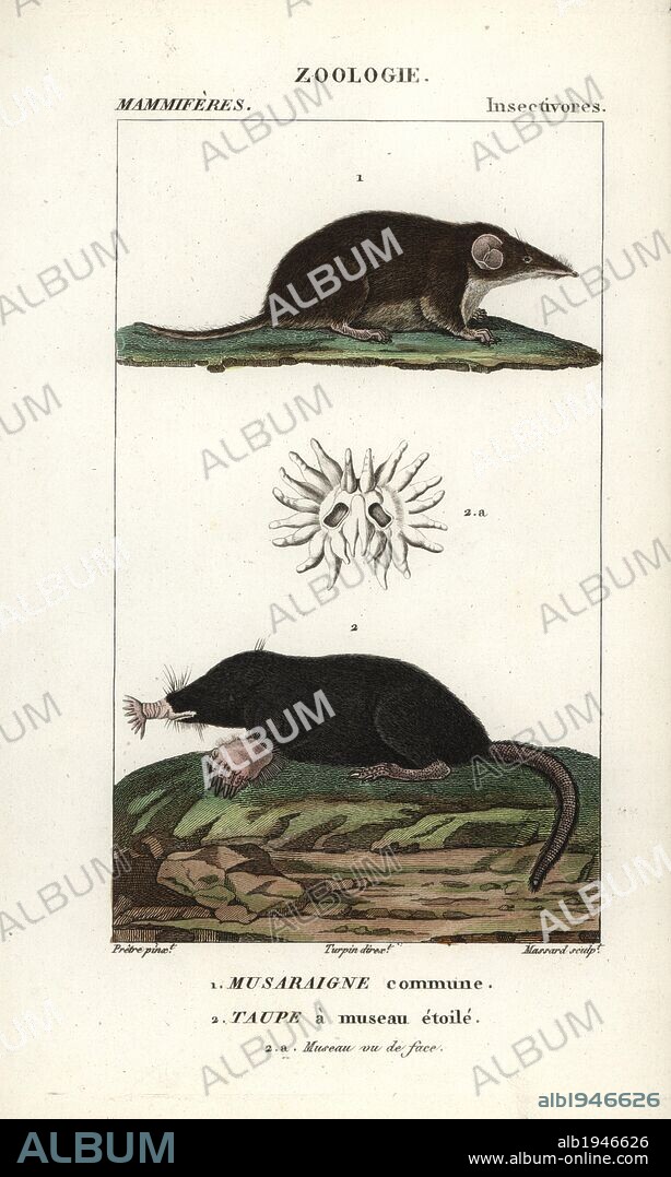 Common shrew, Sorex araneus, and star-nosed mole, Condylura cristata. Handcoloured copperplate stipple engraving from Frederic Cuvier's "Dictionary of Natural Science: Mammals," Paris, France, 1816. Illustration by J. G. Pretre, engraved by Massard, directed by Pierre Jean-Francois Turpin, and published by F.G. Levrault. Jean Gabriel Pretre (1780~1845) was painter of natural history at Empress Josephine's zoo and later became artist to the Museum of Natural History. Turpin (1775-1840) is considered one of the greatest French botanical illustrators of the 19th century.