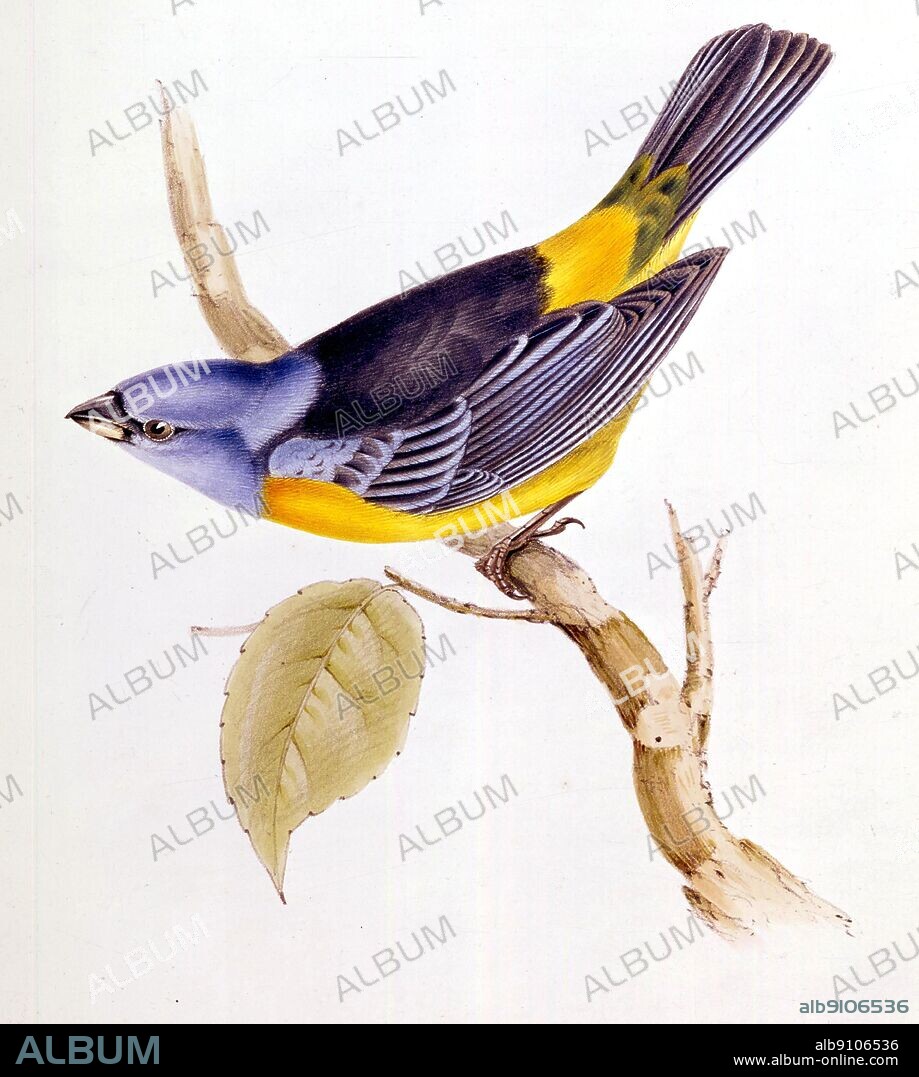 Dawin's Tanager (Tanagra darwini), by John Gould. (1804 -1881) from Darwin and the Beagle by Alan Moorhead, page 92.