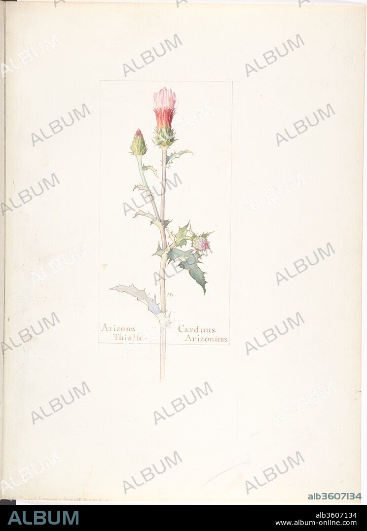 Arizona Thistle, Carduus Arizonicus. Artist: Margaret Neilson Armstrong (American, New York 1867-1944 New York). Dimensions: sheet: 13 11/16 x 9 15/16 in. (34.8 x 25.2 cm). Date: August 3, 1912.