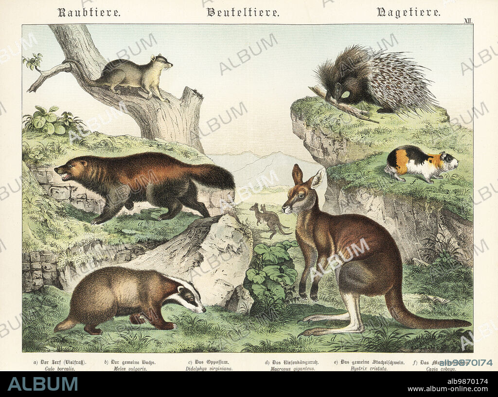 Wolverine, Gulo gulo a, European badger, Meles meles b, Virginia opossum, Didelphis virginiana c, eastern grey kangaroo, Macropus giganteus d, crested porcupine, Hystrix cristata e, guinea pig, Cavia porcellus f. Chromolithograph from Gotthilf Heinrich von Schubert's Natural History of Animal Kingdoms for School and Home (Naturgeschichte des Tierreichs fur Schule und Haus), Schreiber, Munich, 1886.