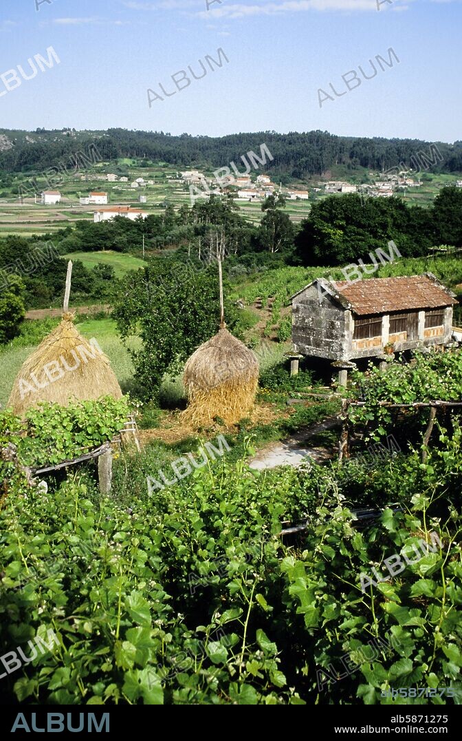 paisaje cerca de Cambados; viñedos y hórreo; Ría de Arosa- Arousa / Rías Bajas (D.O. Rias Baixas / Albariño).