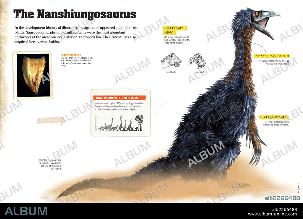 The Nanshiungosaurus. Infographics about the Nanshiungosaurus, a theropod dinosaur that lived in Asia at the end of the Cretaceous period.