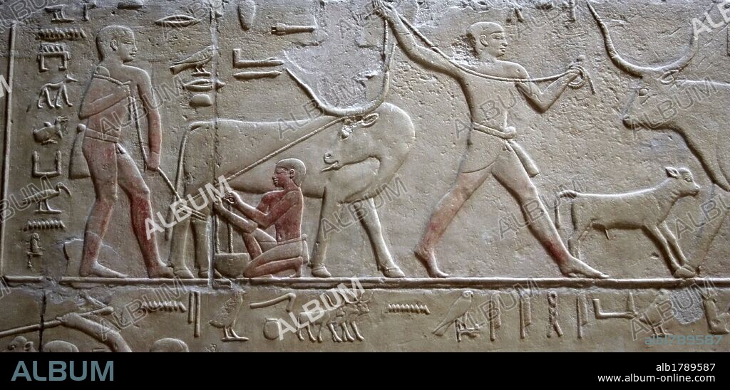 ARTE EGIPCIO. EGIPTO. MASTABA DE KAGEMNI o MENI. Tumba de un alto funcionario de la VI DINASTIA. IMPERIO ANTIGUO. Su interior se encuentra decorado con relieves menfitas. Detalle relieve policromado con escena de RAMADERIA y PASTOREO. NECROPOLIS DE SAKKARA.